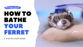 BEST METHOD - How to Correctly BATHE Your Ferret | Ferret Care