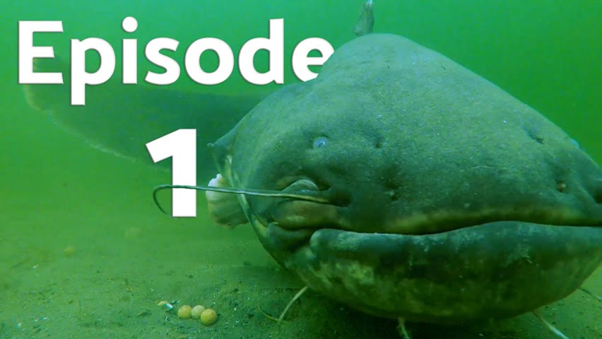 Catching a gigantic catfish (underwater video) Episode 1.