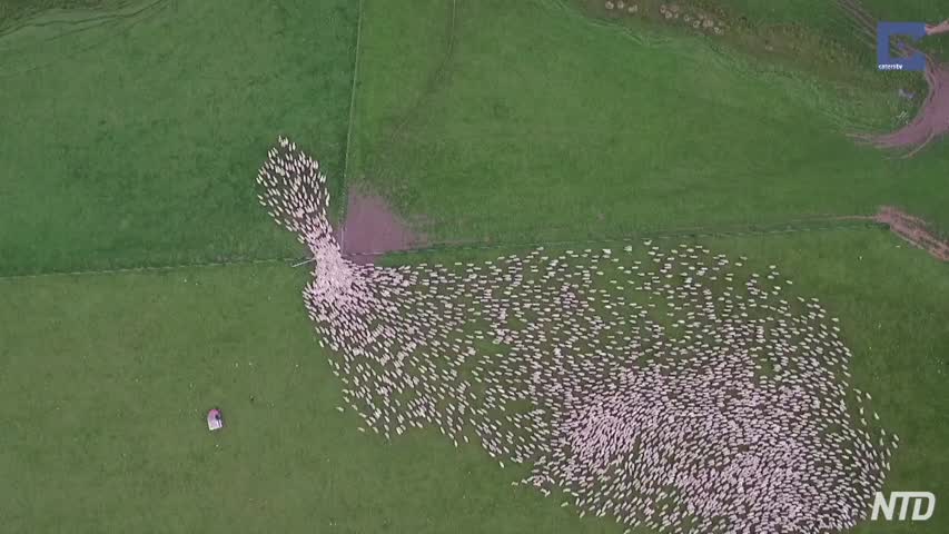 Preview - Mesmerising Mass Sheep Herding.m4v