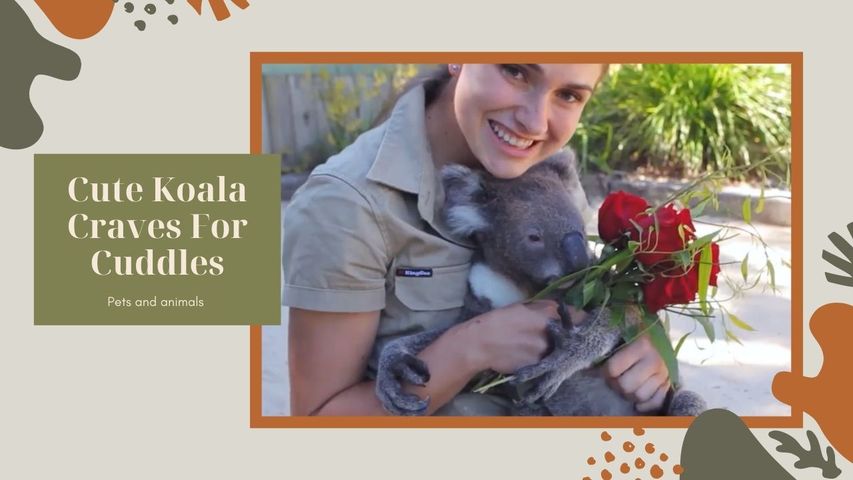 Cute Koala Craves For Cuddles