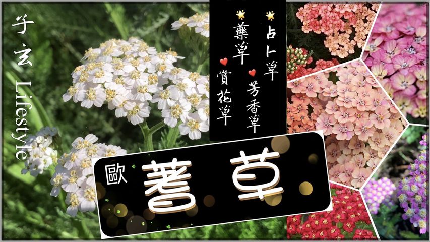 神奇的蓍草Achillea millefolium/占卜草/藥草/芳香草/園藝草/子玄Lifestyle