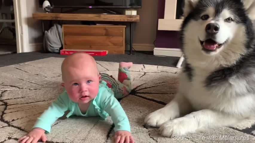 Baby Gives Paw To Dog And Confuses Her