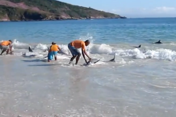 Kind Man Rescue More Than 30 Shark