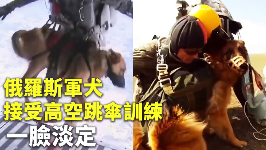 俄羅斯軍犬接受高空跳傘訓練  一臉淡定 - 狗狗軍士訓練 - 國際新聞