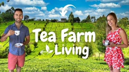 Moving to a Tea Farm / Black Tea Factory Tour "From the Leaf to the Cup"