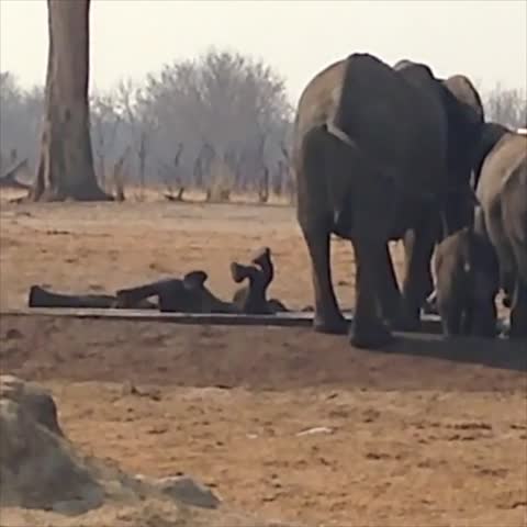 Cucciolo di elefante è rimasto incastrato in un canale