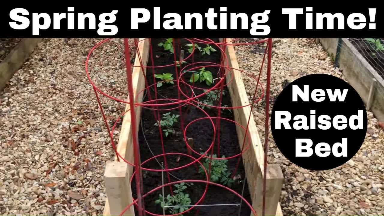 Spring Planting -Tomatoes, Peppers and Potatoes - New Raised Bed