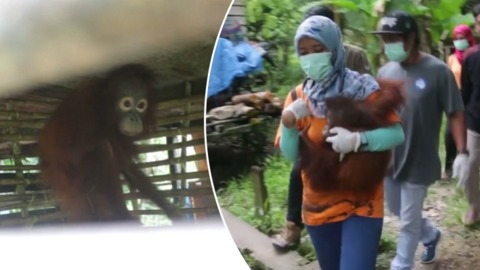 Three Orangutans Rescued by Animal Conservation Agency in Indonesia - Teaser