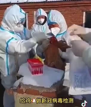 官方人员给鸡做核酸检测