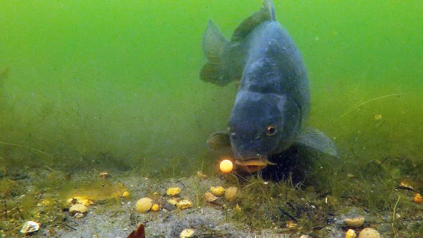 Do not use this rig like we did!? (carp and sturgeon underwater)