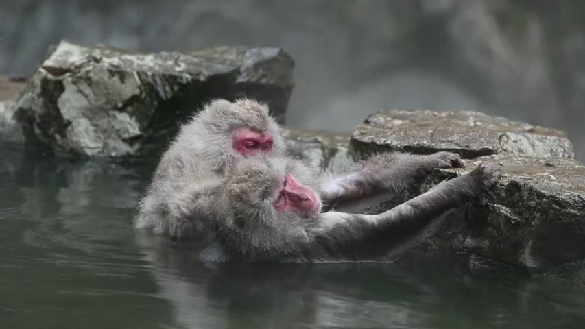 Los populares "monos de nieve" japoneses alivian su estrés con aguas termales