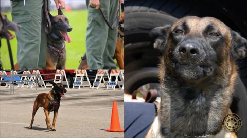 Florida police dog involved in over 200 arrests has died