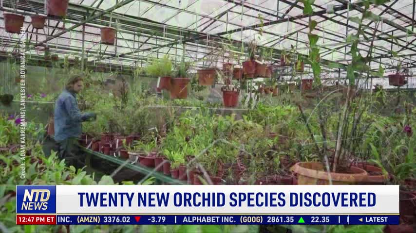 20 New Orchid Species Discovered