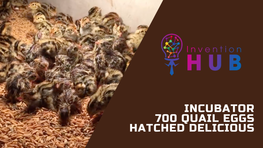 Incubator 700 quail eggs hatched deliciously at Can Tho quail hatchery