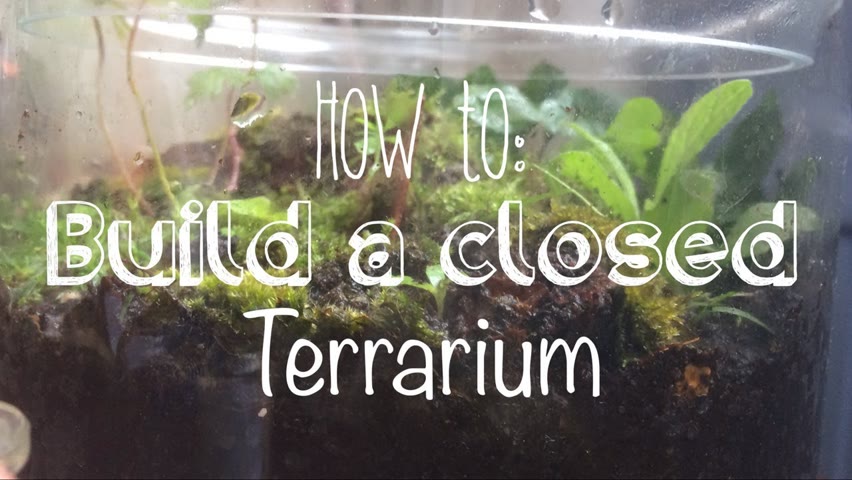 How to build a closed Terrarium
