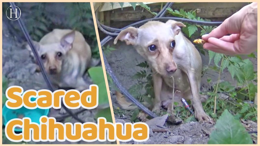 Scared And Homeless Chihuahua Rescued | Humanity Life