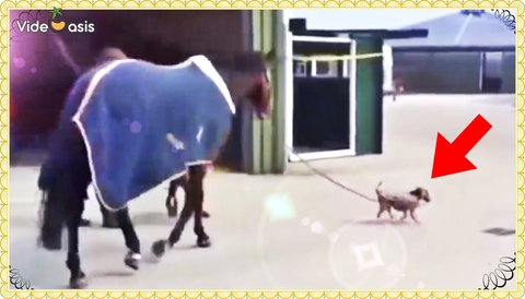 Tiny Dog Takes Horse for a Walk ｜VideOasis
