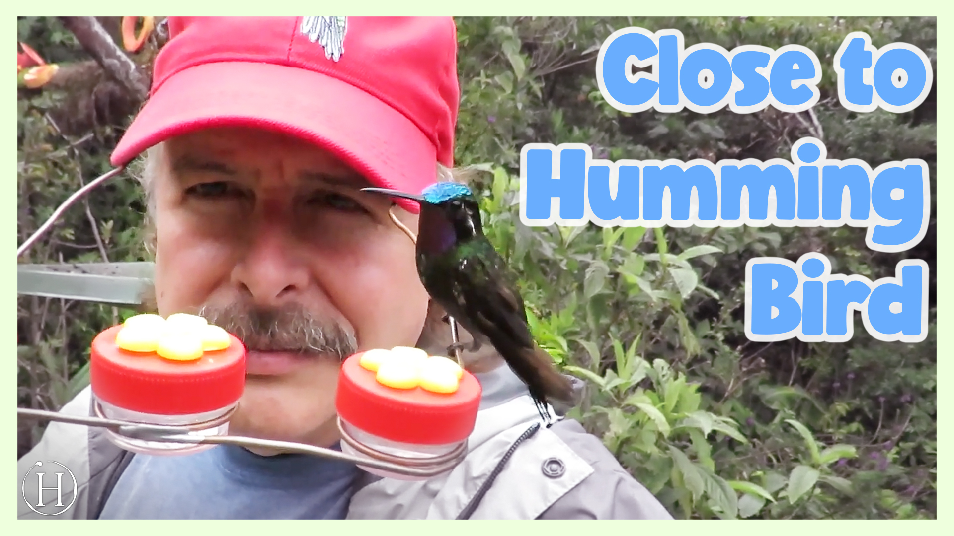 Humming Bird Hat Has Real Appeal | Humanity Life