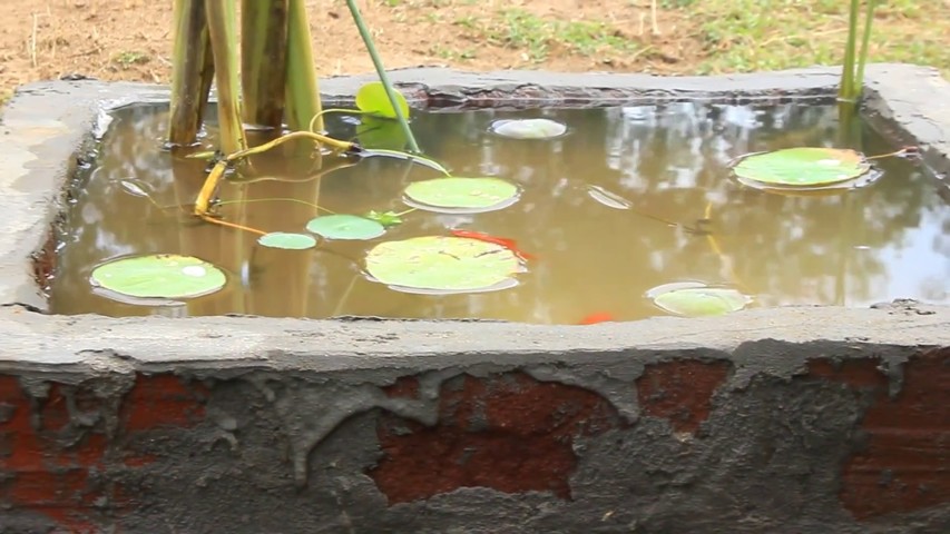 Gold Fish Pond I Louts Plant I Aquarium Plant