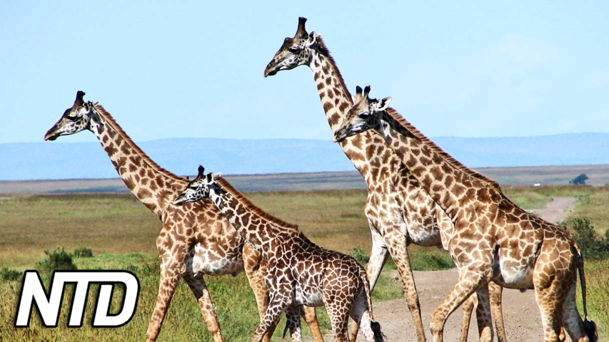 Giraffer är mer socialt komplexa än man tidigare trott | NTD NYHETER