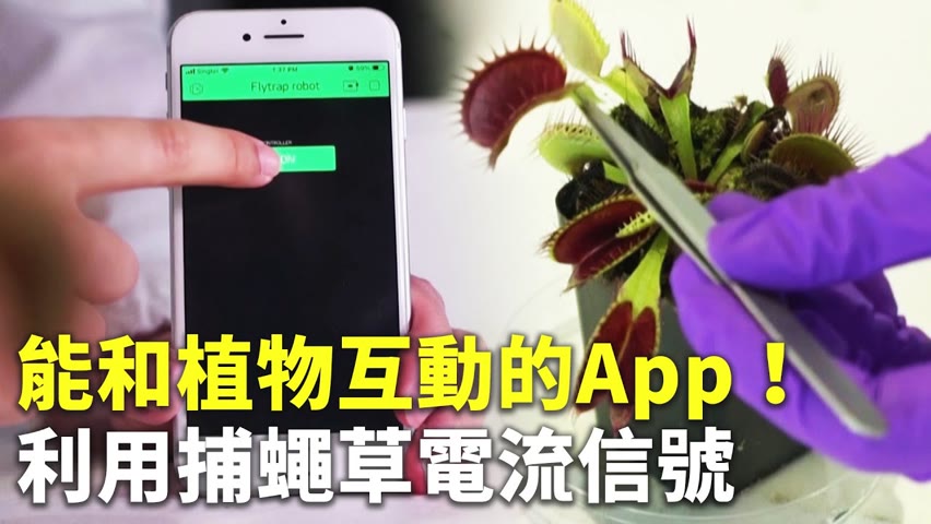 能和植物互動的App！利用捕蠅草電流信號 - 植物會說話 - 新唐人亞太電視台