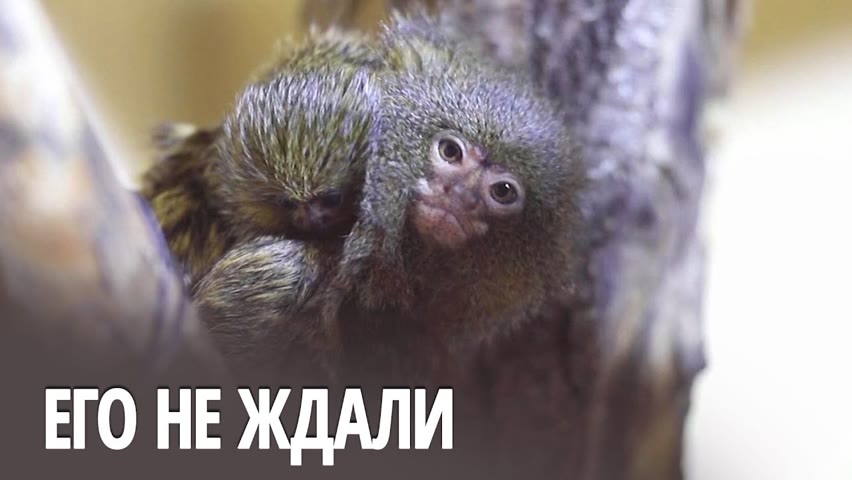 Детёныш мармозетки удивил работников зоопарка в Северной Македонии