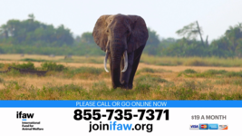 ifaw International Fund for Animal Welfare - Elephants