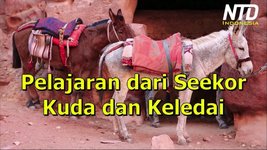 Kisah Inspiratif: Pelajaran dari Seekor Kuda dan Keledai