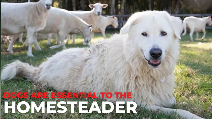 WHY DOGS ARE SO ESSENTIAL TO THE HOMESTEADER
