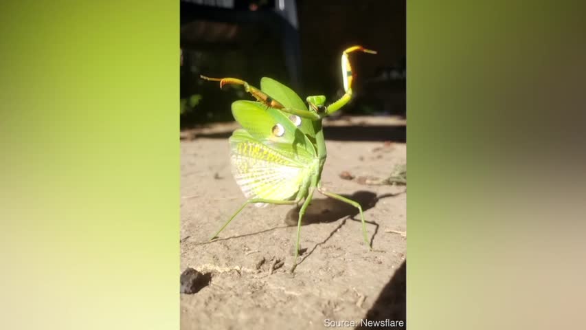 Praying Mantis Practices Kung Fu Positions