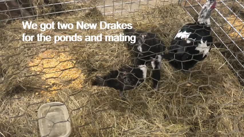 Around The Farm: New Drakes for our Ponds. Will They stick around?