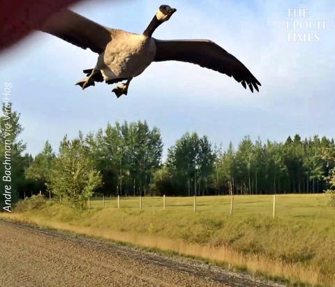 Truck Driver Helps a Canada Goose Find Resting Place