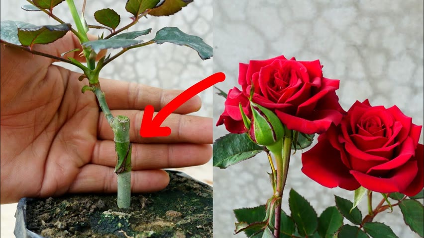 Try grafting Roses with branches | How to graft roses simple and effective with updates