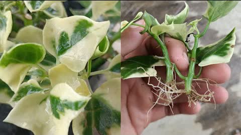 How to grow Ivy plant from cuttings,wax ivy/English Ivy Propagation tips ,How to grow English Ivy