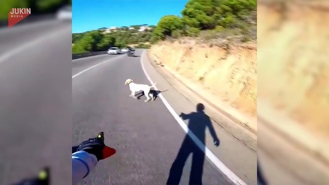 Motorcyclist Helps Escaped Dogs Get out of Busy Road
