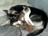 Cat, Dog, and Monkey are Friends