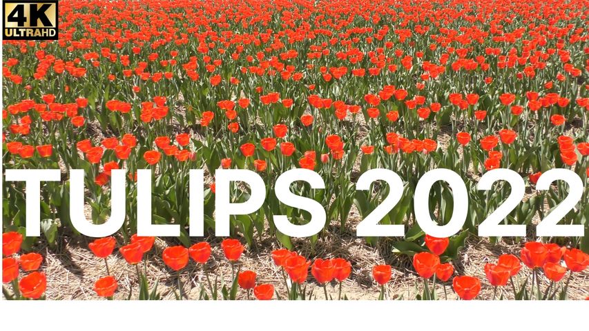 TULIPS FESTIVAL LAVAL, QUEBEC SPRING 2022 - MAY 13, TO MAY 21, 2022 #tulips #Tulip