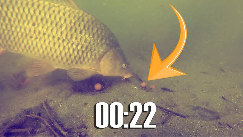 Fastest carp run ever (underwater).