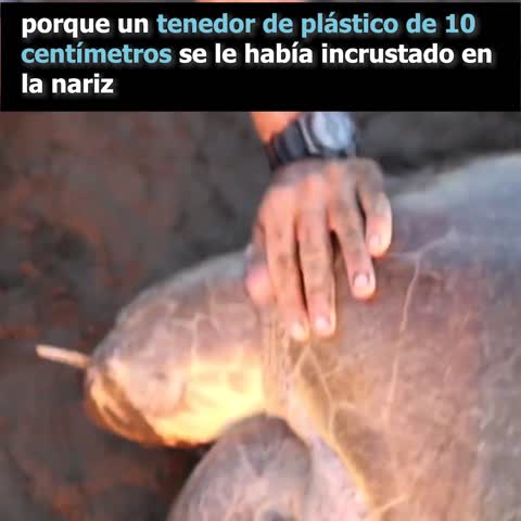 Biologos Ayudan a Tortuga Que Tenia Desecho Plastico Atorado