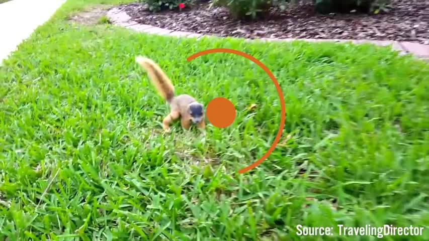 Wild Baby Squirrel Wants To Play