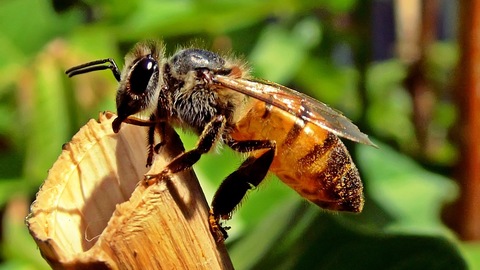 Scientists Have Taught Bees The Concept of Zero