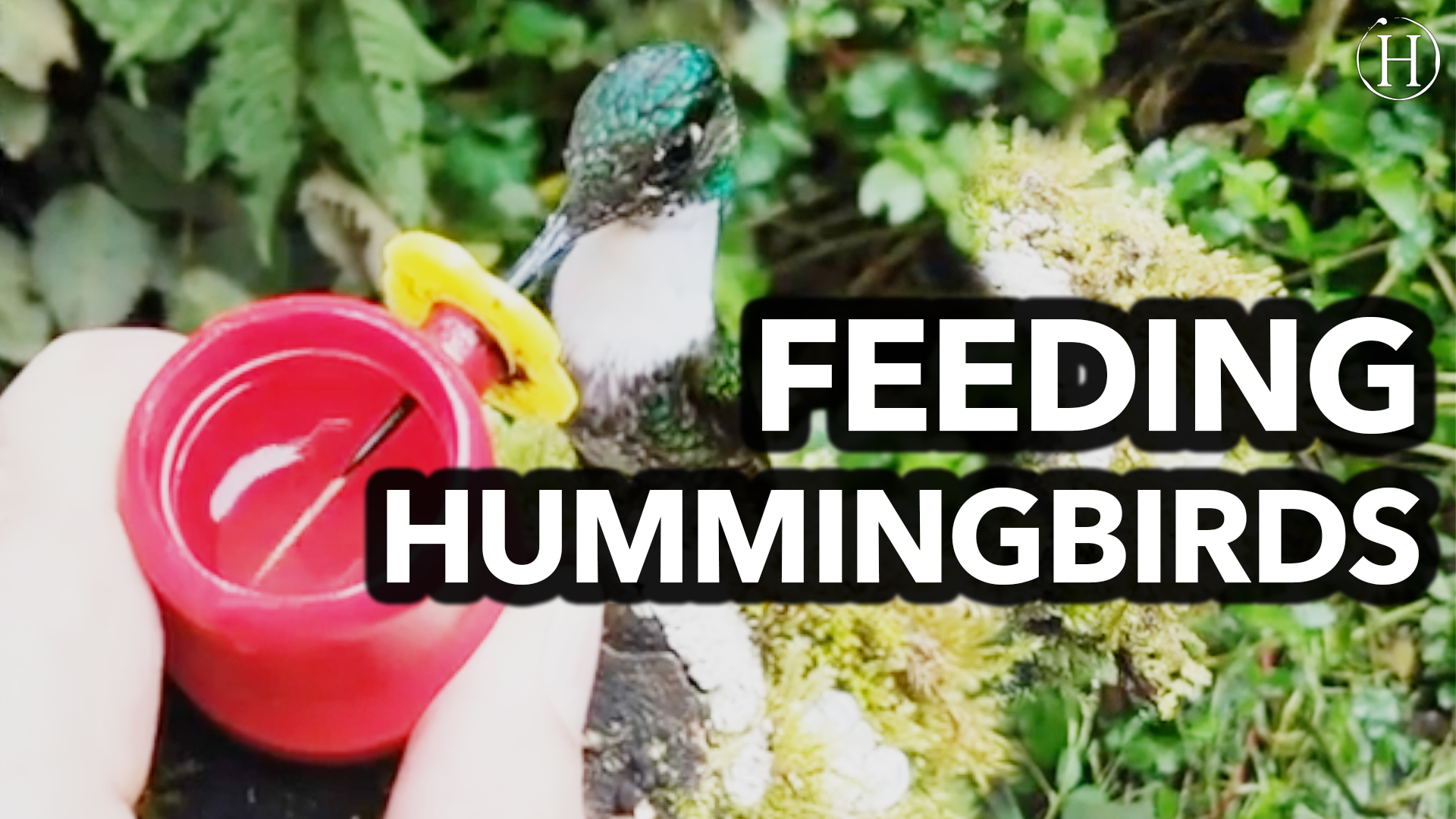 Hand Feeding Hummingbirds | Humanity Life