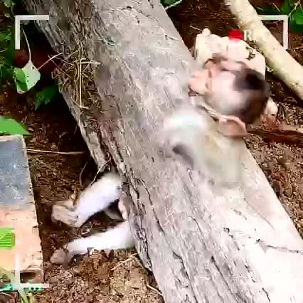 The clever dog saved the monkey trapped in a log, 狗狗拯救猴子