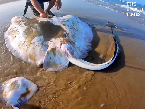Fishermen Helped A Massive Stingray Give Birth And Released Them