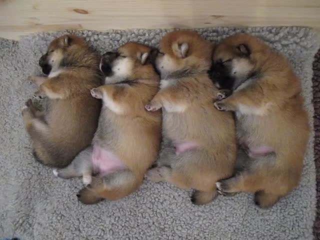 Sleeping Shiba Inu Puppies