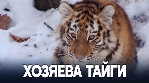 В Приморском крае подрастают два амурских тигрёнка