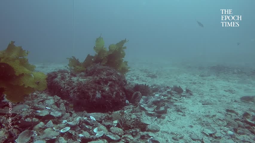 Underwater octopus city found.mp4