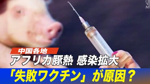 中国でアフリカ豚熱の感染拡大 「失敗ワクチン」が原因 