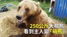 250公斤大棕熊 看到主人變「萌熊」｜俄羅斯人養熊當寵物｜新唐人電視台