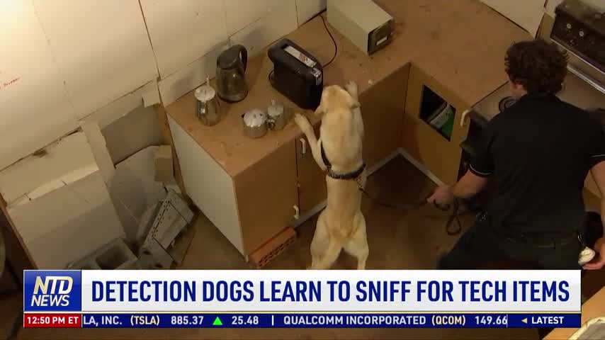 Detection Dogs Learn to Sniff for Tech Items